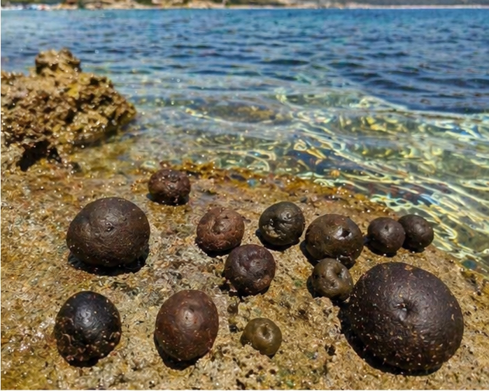 Codium bursa natural collection