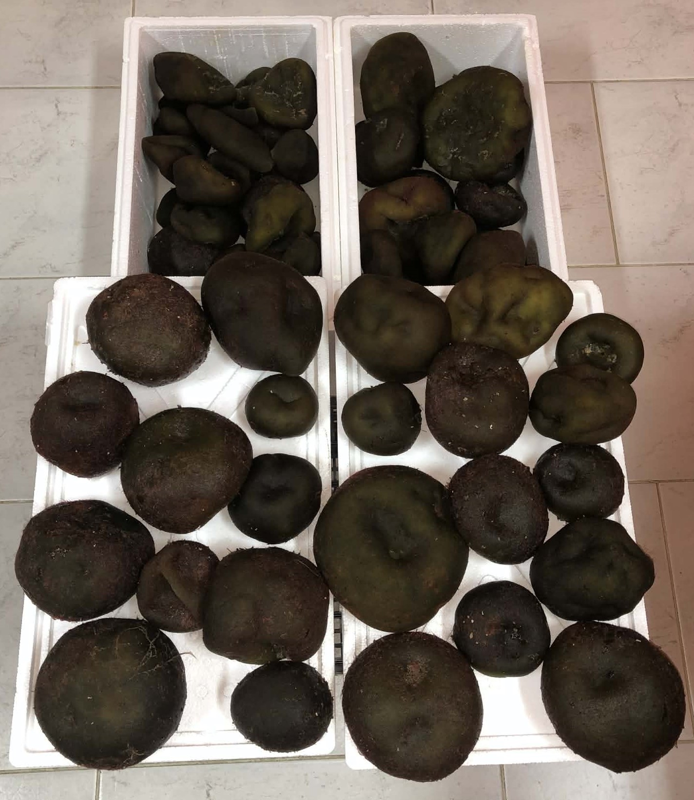 Codium bursa raw form