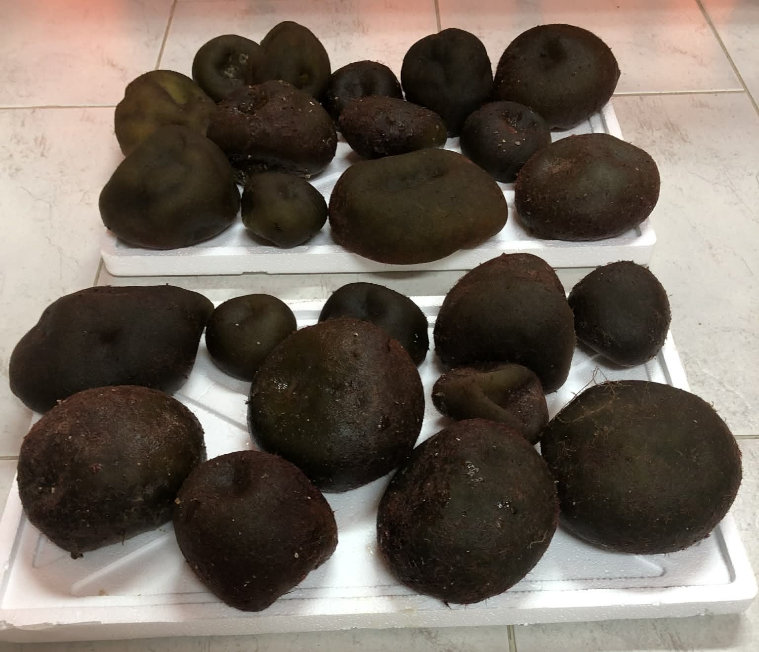 Codium bursa container